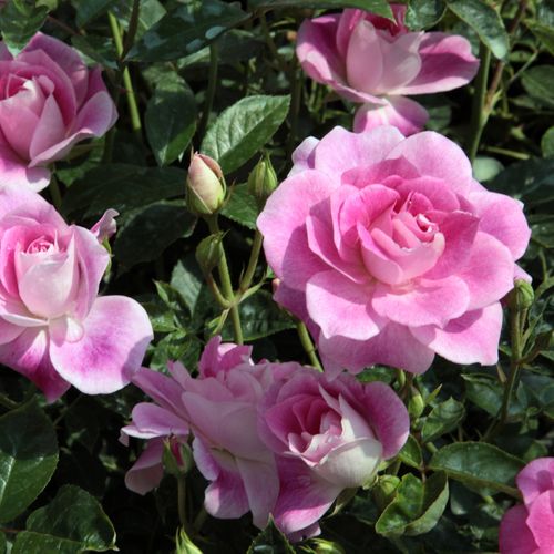 Růžová s bílým středem a pásky - Stromkové růže, květy kvetou ve skupinkách - stromková růže s keřovitým tvarem koruny